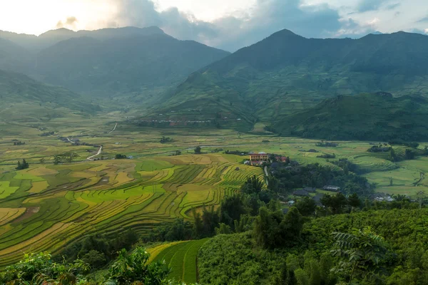 Pirinç hasat. Mu cang chai, Yenbai, Vietnam.