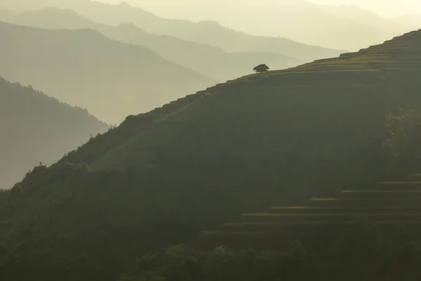 Risfälten på terrasserade av Mu Cang Chai, Yenbai, Vietnam. Risfälten förbereda skörden på nordvästra Vietnam — Stockfoto