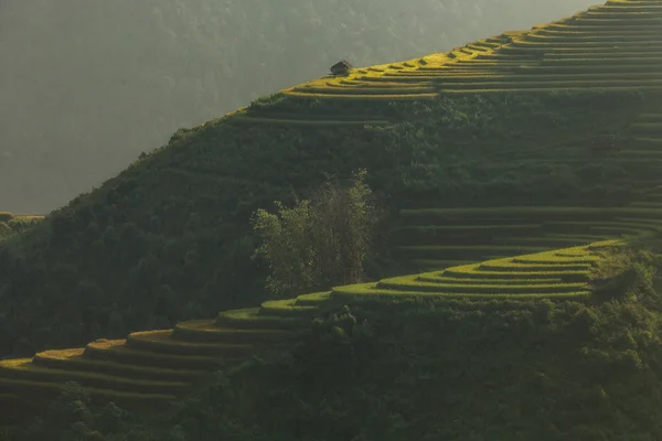 Risfälten på terrasserade av Mu Cang Chai, Yenbai, Vietnam. Risfälten förbereda skörden på nordvästra Vietnam — Stockfoto