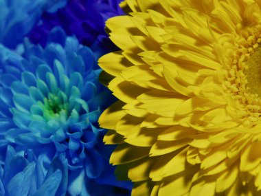 Kasımpatı yakınında sarı ve mavi çiçekli makro gerbera