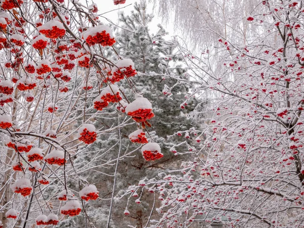 Ramas Rowan Árbol Con Arándano Bajo Nieve Día Invierno —  Fotos de Stock