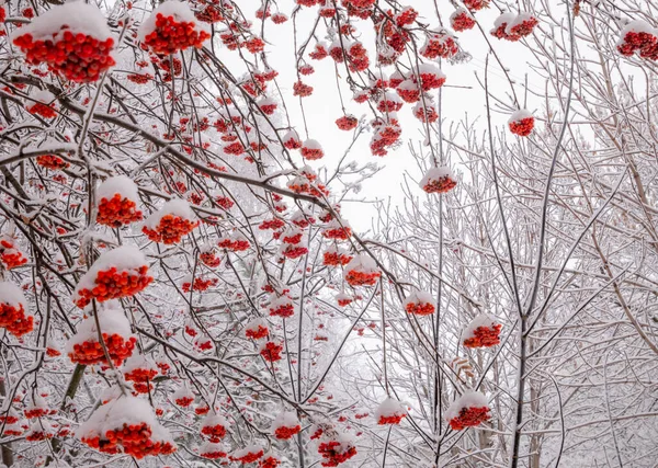 Ramas Rowan Árbol Con Arándanos Bajo Nieve Día Invierno —  Fotos de Stock