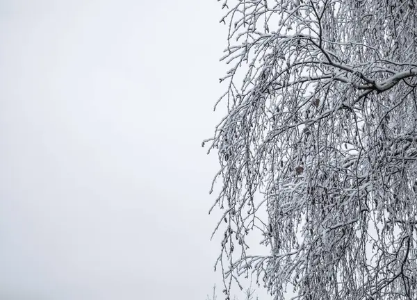 Снігові Березові Гілки Зимовий День Дерево Вкрите Снігом Ізольовані Білому — стокове фото