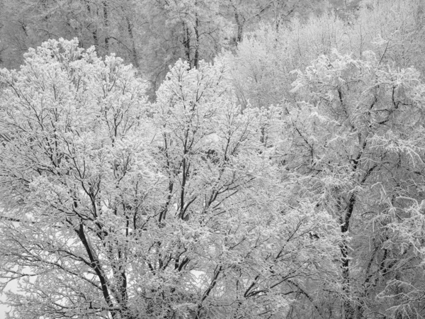 Árboles Cubiertos Nieve Día Invierno — Foto de Stock