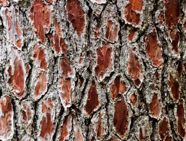 Ağaç kabuğunun arka planı, eski çam ağacı, kahverengi ve gri renk 