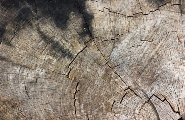 Uzun ömürlü ağaç halkaları ile antik orman kahverengi ağaç kütüğü 