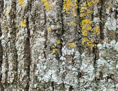 Turuncu, beyaz ve gri, yosunlarla kaplı, yeşil bir ormanın arka planında duran, çok renkli beneklerle kaplı bir ağacın gövdesi. 