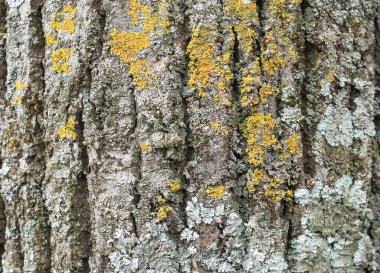Turuncu, beyaz ve gri, yosunlarla kaplı, yeşil bir ormanın arka planında duran, çok renkli beneklerle kaplı bir ağacın gövdesi. 
