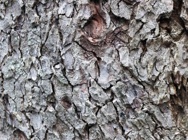 Ağaç kabuğunun arka planı, eski çam ağacı, kahverengi ve gri renk 
