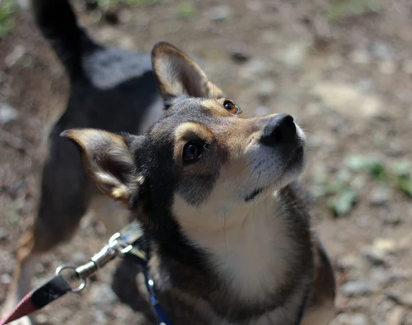 portrait of a dog looking up with interest