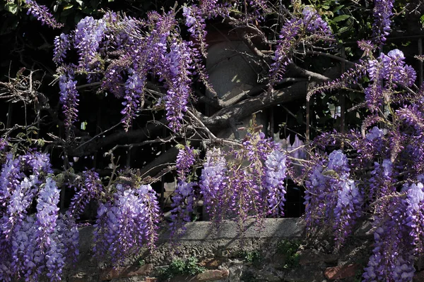 spring flowers blooming wisteria, on a medieval wall