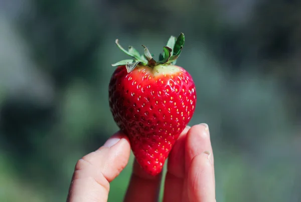 female fingers and hands holding ripe, red strawberries