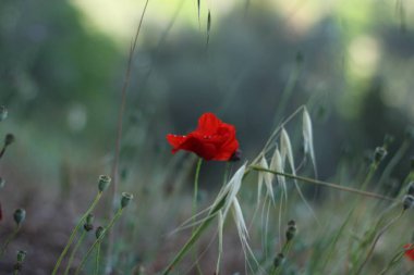 Bulanık doğa arka planında kırmızı haşhaş 