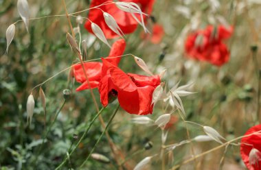 Haşhaş tarlası kapanıyor