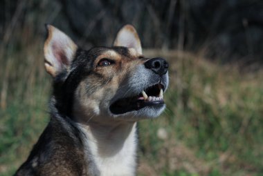 Mutlu köpek ağızlık yakın plan portresi açık ağız ve diş ile görünüyor bulanık yeşil arka plan 