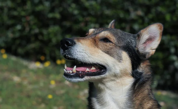 Close-up portrait of happy dog muzzle looking up with open mouth and teeth visible on blurred green nature background