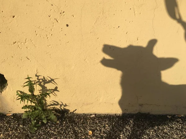 Duvarda bir köpeğin gölgesi, bir kurt gibi gölge 