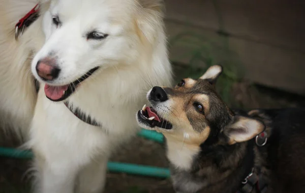 Birbiriyle oynayan iki köpeğin portresi. Köpeklerden biri beyaz, diğeri kahverengi, kurt köpeğine veya kurt köpeğine benziyor. 