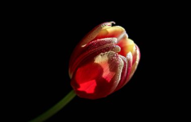 Siyah zemin üzerinde su damlaları olan yakın plan lale çiçeği. 