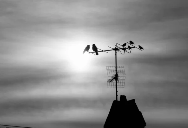 silhouette of birds on a tripod on the roof