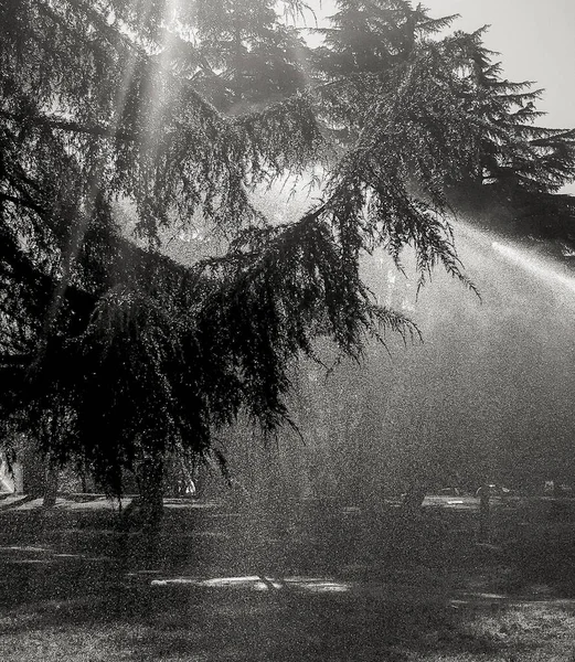 Siyah ve beyaz fotoğraf, yağmurun altındaki park, güneş ışınlarının ve su damlalarının zeminine karşı. 