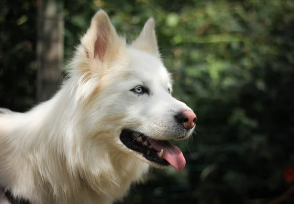 İri yarı beyaz bir köpeğin portresi, mavi gözlü, bulanık bir arka planda. 