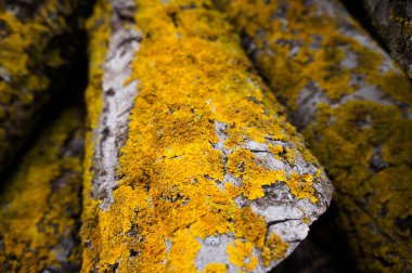 Asırlık kesim gövdeleri, sarı yosun kaplı antik ağaçlar. 