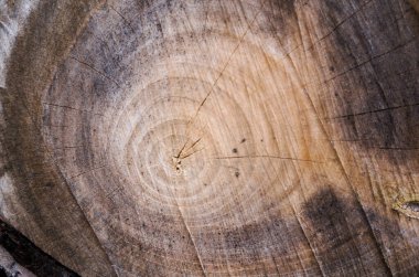 Asırlık yüzükleri görebileceğin eski, eski bir ağacın kesiği. 