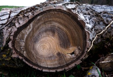 Asırlık yüzükleri görebileceğin eski, eski bir ağacın kesiği. 