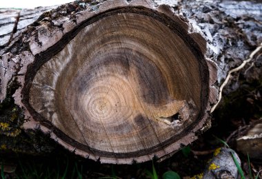 Asırlık yüzükleri görebileceğin eski, eski bir ağacın kesiği. 