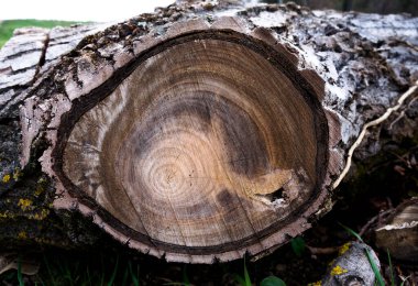 Asırlık yüzükleri görebileceğin eski, eski bir ağacın kesiği. 