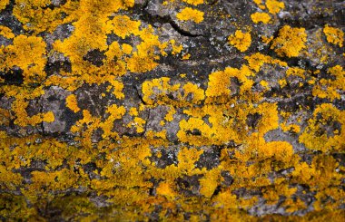 Sarı yosunlu antik ağaç gövdesi 