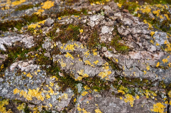 The trunk of an ancient tree, gray with elements of yellow-orange moss 