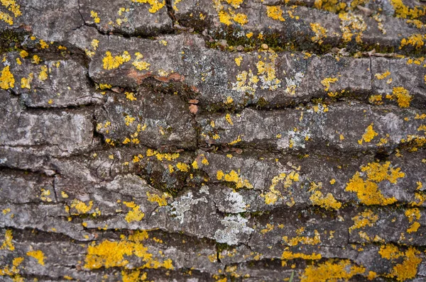 Стовбур Стародавнього Дерева Сірий Елементами Жовто Оранжевого Моху — стокове фото