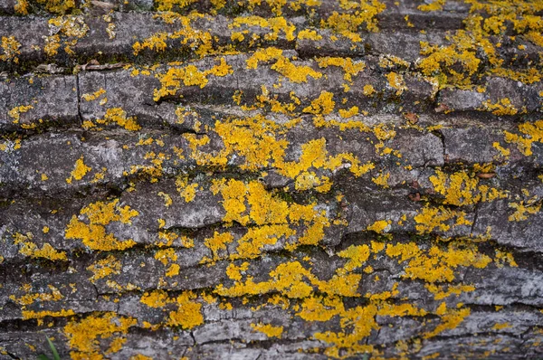 Trunk Ancient Tree Gray Elements Yellow Orange Moss — Foto Stock