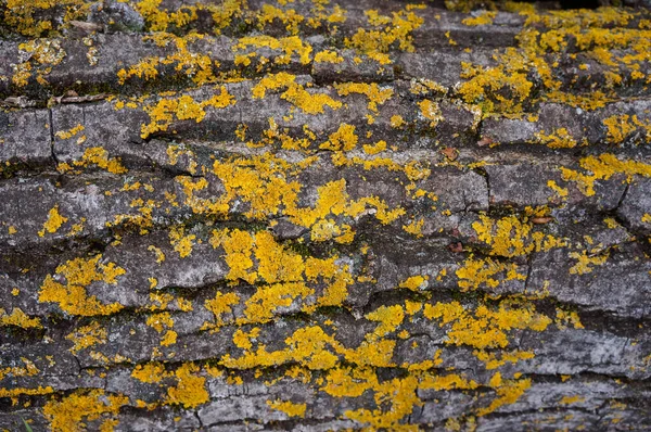 Стовбур Стародавнього Дерева Сірий Елементами Жовто Оранжевого Моху — стокове фото