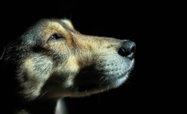 Siyah arka planda güzel bir köpeğin profil portresi 