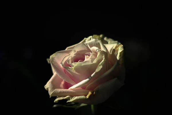 beautiful rose flower on black background