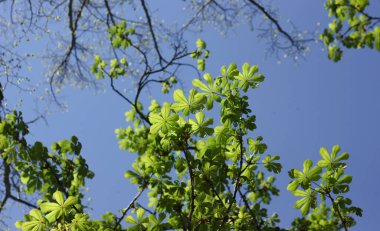 Genç, bir kestane ağacının bahar yaprakları, mavi gökyüzüne karşı 