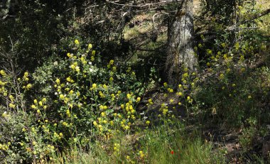 summer forest and the trunk of an ancient pine tree, against a background of blooming yellow flowers 