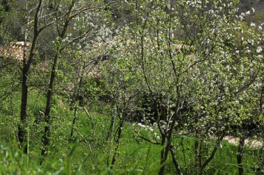 Baharda güneşli Toskana manzarası