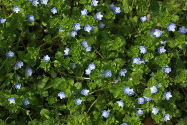 yeşil çimenler, küçük açık mavi ve mavi çiçeklerle saçılmış 