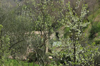 Baharda güneşli Toskana manzarası