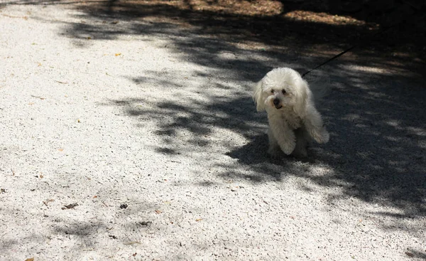 Pequeno Cão Fofo Branco Para Passeio Com Proprietário Parque — Fotografia de Stock