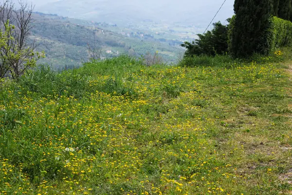 Grüner Rasen Mit Kleinen Gelben Blumen Bedeckt Und Von Zypressen — Stockfoto