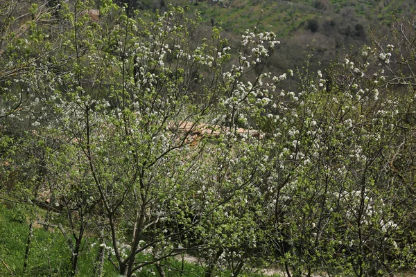 Sonnige Landschaft Der Toskana Frühling — Stockfoto