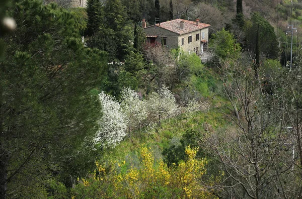 Primavera Fioritura Toscana Con Case Storiche — Foto Stock