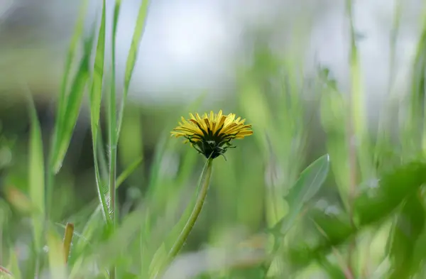 Spring Flowers Dandelions Surrounded Sun Rays — Stock Photo, Image