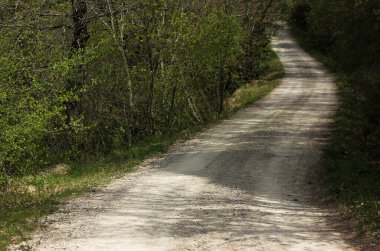 Tuscany 'deki köy yolu, ormanın ortasında ve etrafını selvi ve kozalaklı ağaçlar sarmış. 