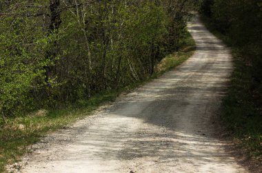 Tuscany 'deki köy yolu, ormanın ortasında ve etrafını selvi ve kozalaklı ağaçlar sarmış. 
